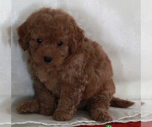 Bichpoo-Poodle (Miniature) Mix Puppy for sale in FREDERICKSBURG, OH, USA