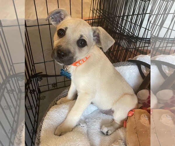 Medium Photo #2 Mountain Cur-Unknown Mix Puppy For Sale in Plainfield, IL, USA