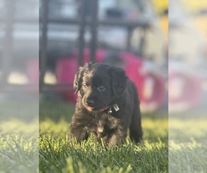 Australian Retriever Dogs for adoption in YERINGTON, NV, USA