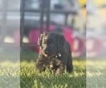 Small Australian Retriever
