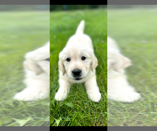 Medium Photo #3 English Cream Golden Retriever Puppy For Sale in WALNUTPORT, PA, USA