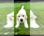 Small #2 English Cream Golden Retriever