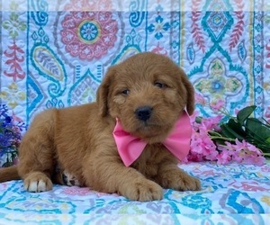 Double Doodle Puppy for sale in LANCASTER, PA, USA