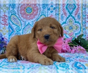 Double Doodle Puppy for sale in LANCASTER, PA, USA