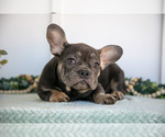 Small Photo #12 French Bulldog Puppy For Sale in MILLERSBURG, OH, USA