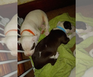 American Pit Bull Terrier Puppy for sale in FORT WAYNE, IN, USA