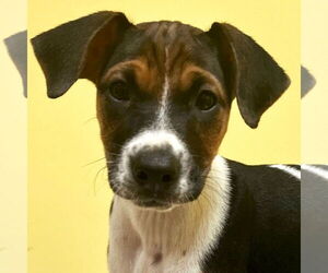 Mutt Dogs for adoption in Jefferson, WI, USA