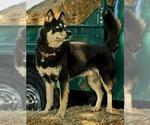 Small #2 Siberian Husky Mix