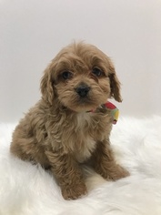 Cavapoo Puppy for sale in THE COLONY, TX, USA