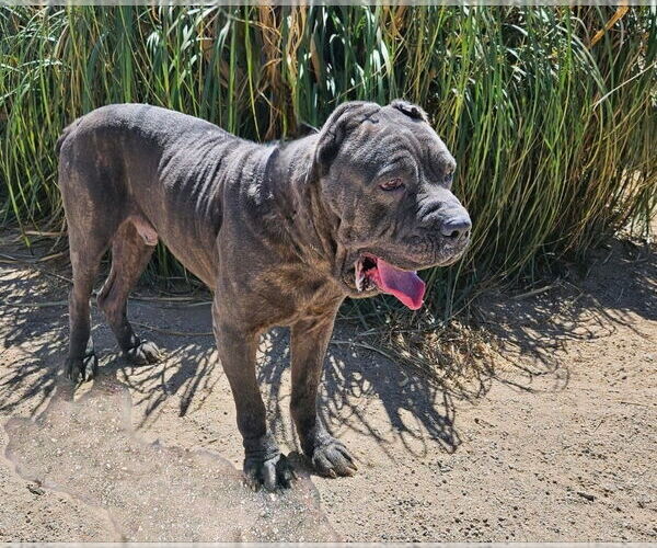 Medium Photo #3 Mutt Puppy For Sale in Lake Forest, CA, USA