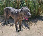 Small #2 Mutt