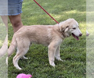 RANGER - Male Siberian Husky Dog for Adoption - Photo #3