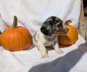 Dachshund Puppy for sale in GOSHEN, IN, USA