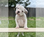 Small Photo #2 American Bulldog Puppy For Sale in PLUMAS LAKE, CA, USA