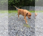 Small #3 Mutt