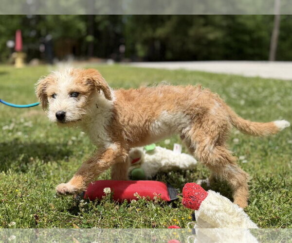 Medium Photo #3 Mutt Puppy For Sale in Yardley, PA, USA