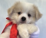 Puppy Blizzard Boy Pekingese-Pomsky Mix