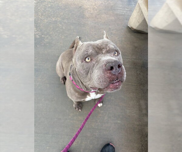 Medium Photo #1 Mutt Puppy For Sale in Riverside, CA, USA