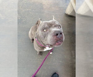 Mutt Dogs for adoption in Riverside, CA, USA