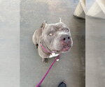 JOEY - Male Mutt Dog for Adoption - Small photo