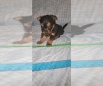 Small Photo #218 Yorkshire Terrier Puppy For Sale in AKRON, OH, USA