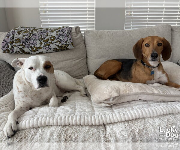Medium Photo #10 Treeing Walker Coonhound-Unknown Mix Puppy For Sale in Washington, DC, USA