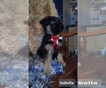 Small Photo #188 German Shepherd Dog Puppy For Sale in LA FAYETTE, NY, USA