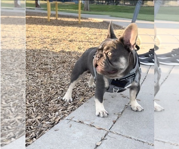 Medium Photo #1 French Bulldog Puppy For Sale in NOGALES, AZ, USA