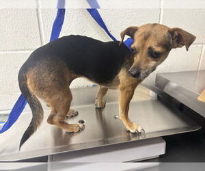 Chihuahua Dogs for adoption in San Bernardino, CA, USA