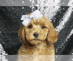 Puppy Poppy AKC Poodle (Toy)