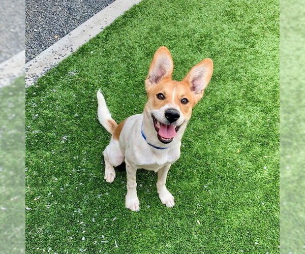 Medium Photo #2 Mutt Puppy For Sale in Moreno Valley, CA, USA