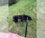Small #1 Mutt
