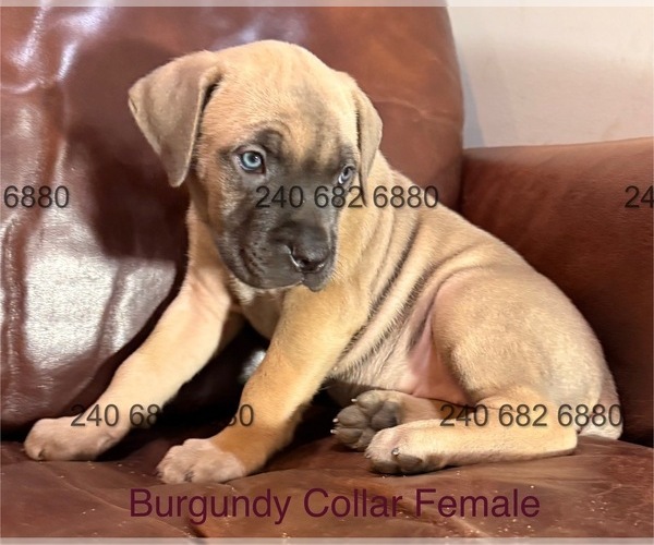 Medium Photo #15 Cane Corso Puppy For Sale in LA PLATA, MD, USA