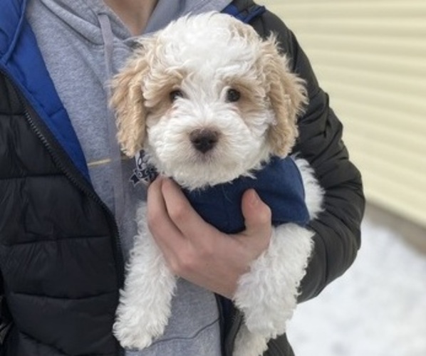 Medium Photo #3 Poochon Puppy For Sale in AUBURN, MA, USA