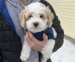 Small Photo #3 Poochon Puppy For Sale in AUBURN, MA, USA