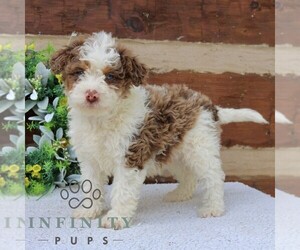 Bernedoodle (Miniature) Puppy for sale in NARVON, PA, USA