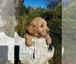 Small Photo #4 Goldendoodle Puppy For Sale in PROSPECT, VA, USA