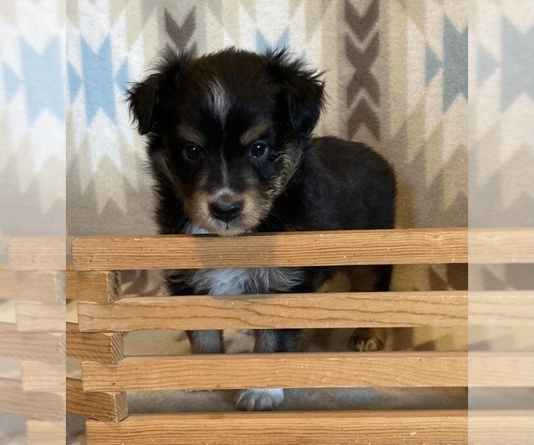 Medium Photo #6 Shel-Aussie Puppy For Sale in FORT MORGAN, CO, USA