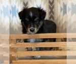Small #5 Shel-Aussie