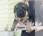 Puppy Puppy 1 Giggles German Shepherd Dog