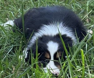 Medium Miniature American Shepherd