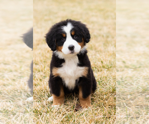 Medium Bernese Mountain Dog