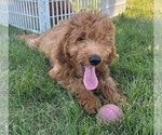 Puppy Puppy 8 Goldendoodle (Miniature)