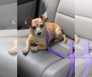 Medium Chihuahua Mix