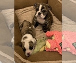 Small Photo #1 Bulldog Puppy For Sale in N LAS VEGAS, NV, USA