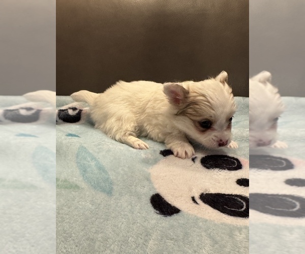 Medium Photo #6 Chihuahua Puppy For Sale in TWINING, MI, USA