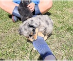 Small Photo #11 Miniature Australian Shepherd Puppy For Sale in SIGNAL MOUNTAIN, TN, USA