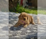 Small Photo #1 Golden Retriever Puppy For Sale in MIAMI, FL, USA