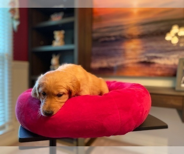 Medium Photo #10 Golden Retriever Puppy For Sale in SANFORD, NC, USA
