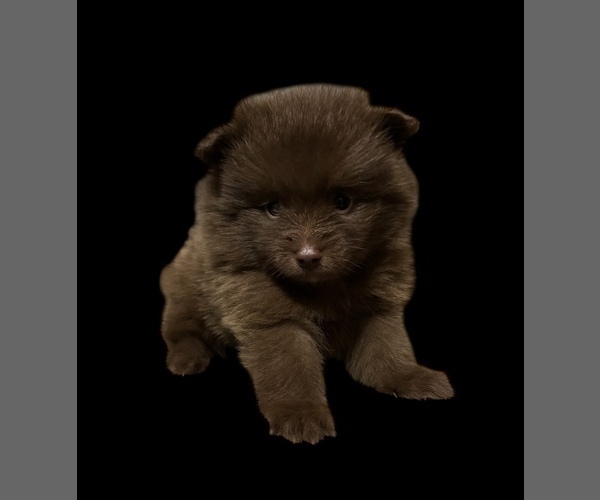 Medium Photo #1 Pomeranian Puppy For Sale in ALBANY, NY, USA
